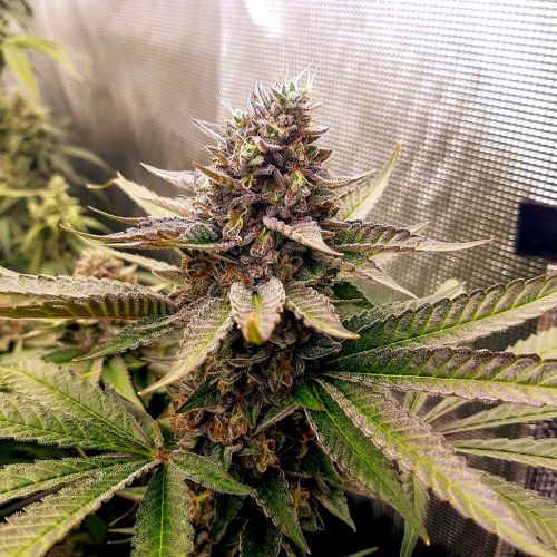 Royal Mauiberry Cannabis Seeds by Emerald Mountain Legacy