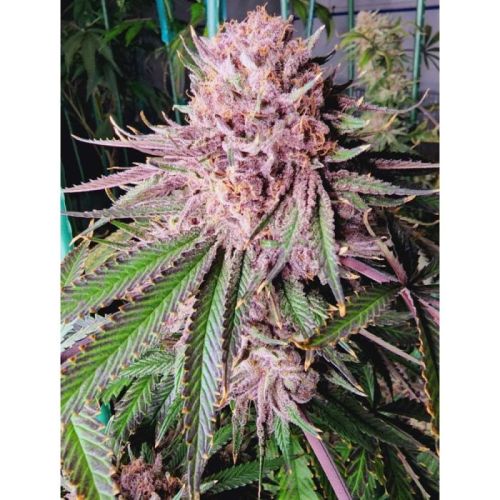 Runtz de Frutas Female Cannabis Seeds by El Loco Bandito