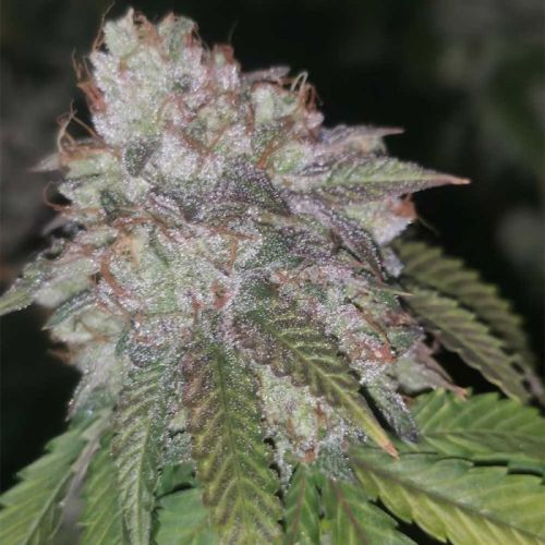 Runtzosa Female Cannabis Seeds By Pheno Finders Seeds