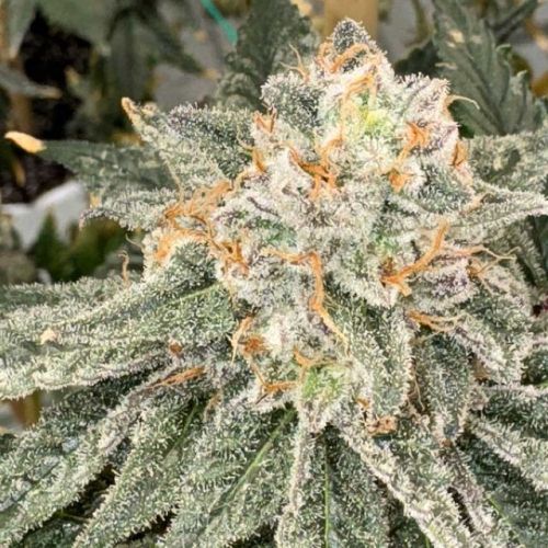 Sello Female Cannabis Seeds by Mosca Seeds