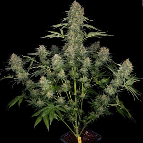 Serious Kush Female Cannabis Seeds by Serious Seeds