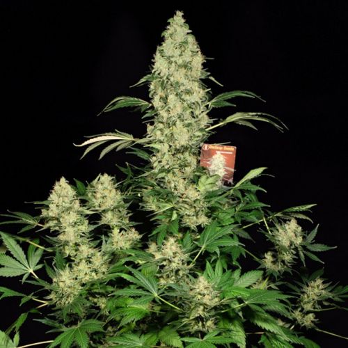 AK-47 Female Cannabis Seeds by Serious Seeds