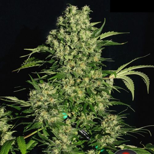 Chronic Female Cannabis Seeds by Serious Seeds