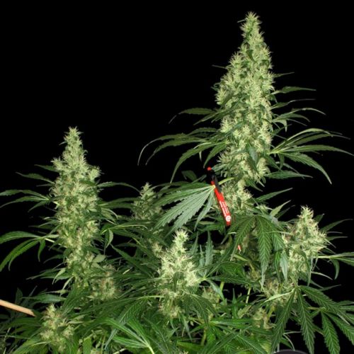 Kali Mist Female Cannabis Seeds by Serious Seeds