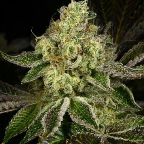 Show Boat Regular Cannabis Seeds by Archive Seedbank