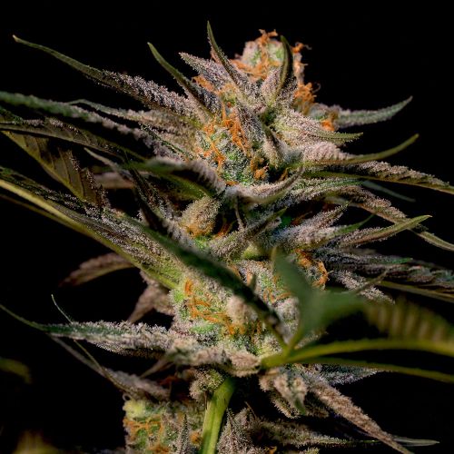 Solero Regular Cannabis Seeds by Original Dampkring Genetics