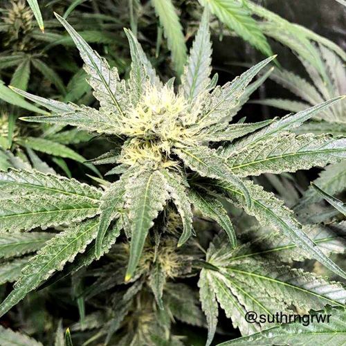 Sour Sundae Female Cannabis Seeds by Cannarado Genetics