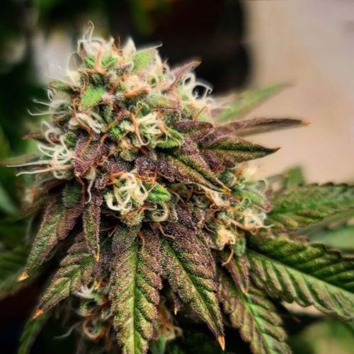 Sour ThanoZ Regular Cannabis Seeds by Dark Horse Genetics