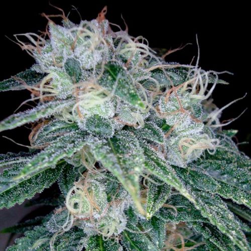 Sour Diesel Female Cannabis Seeds by Reserva Privada ( 3 Seeds)