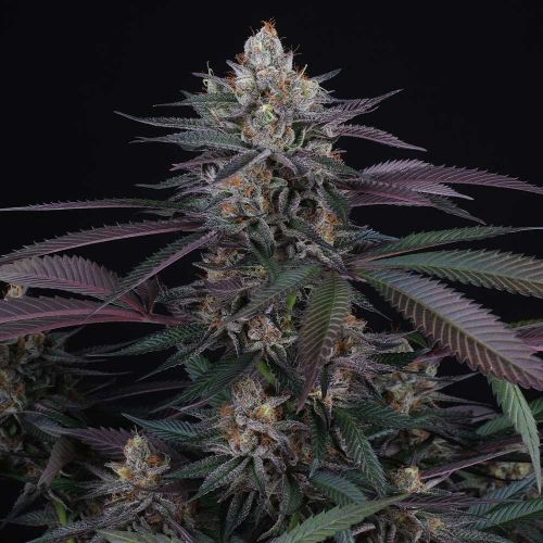 Spritz Female Cannabis Seeds by Perfect Tree Seeds