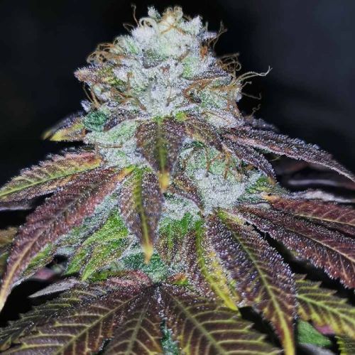 Squirterz Female Weed Seeds by Pheno Finders Seeds