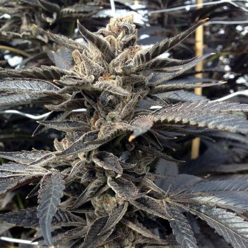 Star Killer Regular Cannabis Seeds by Rare Dankness