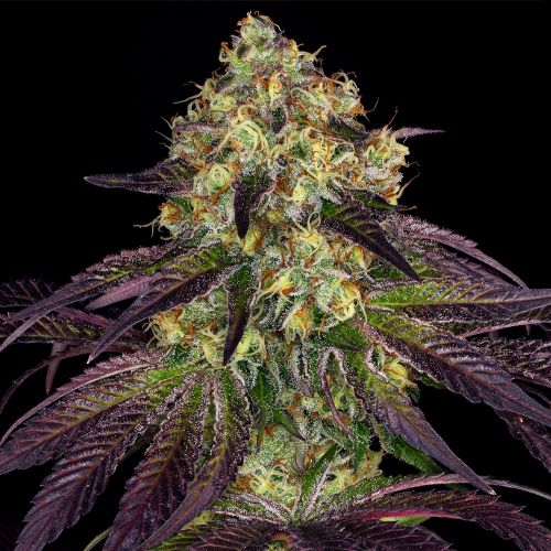 Stracciatella Female Cannabis Seeds by T.H.Seeds - a.k.a Do-Si-Dos x SBC