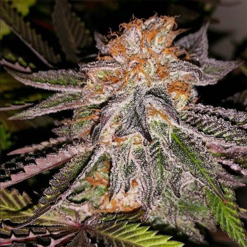 Strawberry Cookies Female Cannabis Seeds by Connoisseur Genetics 