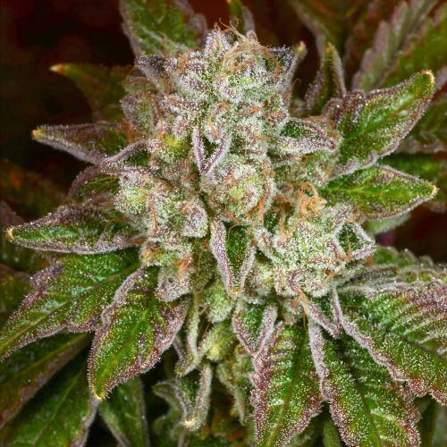 Sweet Thang Regular Cannabis Seeds by Archive Seedbank