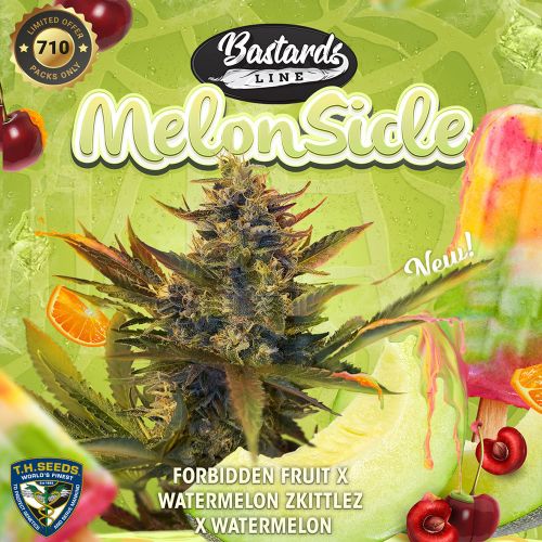 MelonSicle Feminized Cannabis Seeds by T.H.Seeds (Bastards Line)