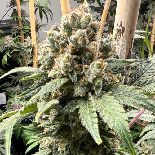 Tapestry Female Cannabis Seeds by Mosca Seeds