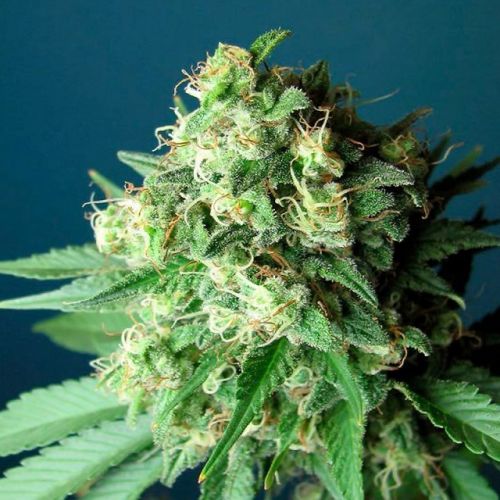 Green Crack Female Cannabis Seeds by The Cali Connection