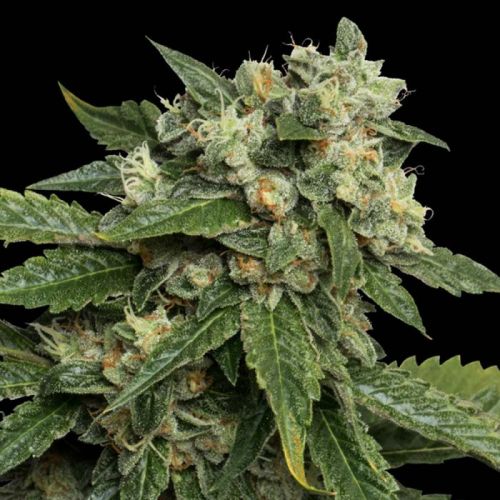 OG #18 Female Cannabis Seeds by Reserva Privada ( 3 Seeds)