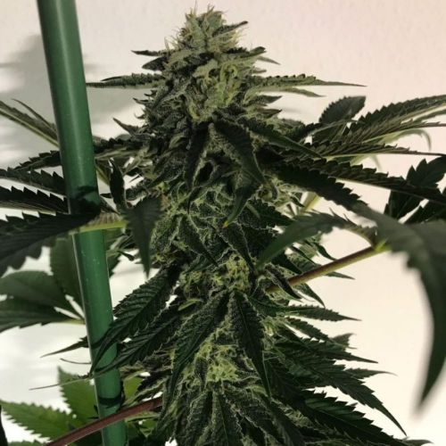 Blue OG Sherbet Female Cannabis Seeds by The Plug Seedbank 