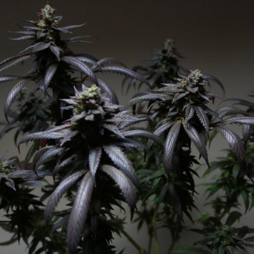Blue Sherbert S1 Female Cannabis Seeds by The Plug Seedbank