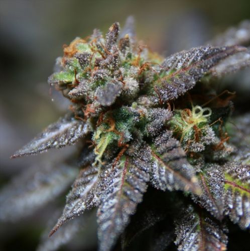 Sour Crisp Cookies Female Cannabis Seeds by The Plug Seedbank - Discontinued