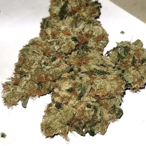 Tropicanna Kush Regular Cannabis Seeds by Oni Seed Co