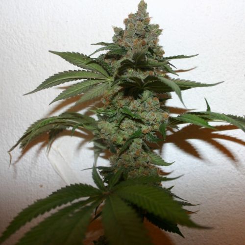 Grape Gas Female Cannabis Seeds by True Canna Genetics 