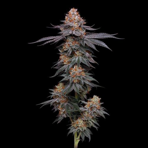 Uvaz Female Cannabis Seeds by Black Tuna Seeds
