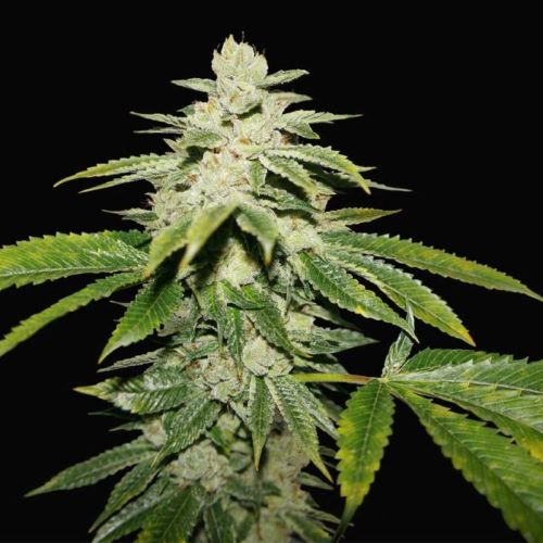 WaterMelon Ultra Female Cannabis Seeds by T.H.Seeds
