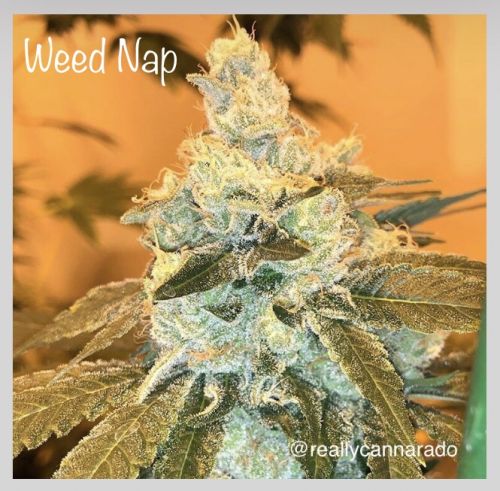 Weed Nap Female Cannabis Seeds by Cannarado Genetics
