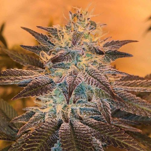 White Grapefruit Cookies Regular Cannabis Seeds by Oni Seed Co