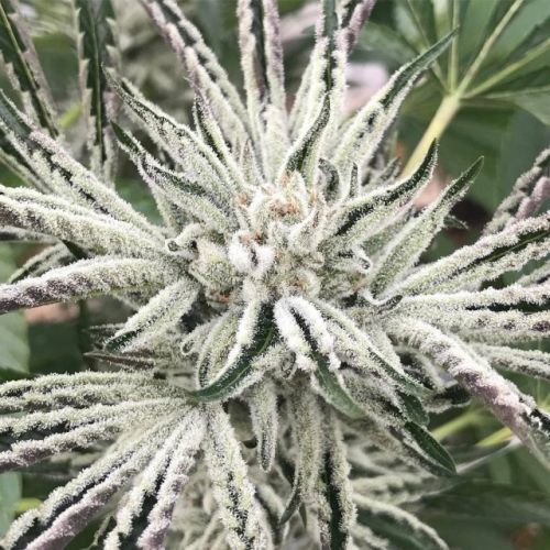 White OG S1 Female Cannabis Seeds by Karma Genetics