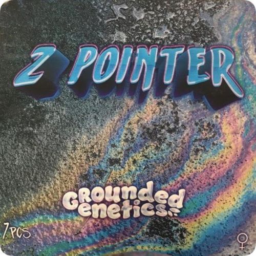 Z Pointer Female Seeds by Grounded Genetics
