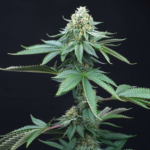 ZaiZai Regular Cannabis Seeds by Perfect Tree Seeds