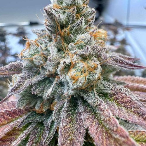 Zapplez 2.0 Female Cannabis Seeds by Conscious Genetics