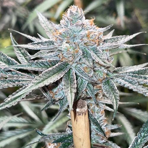 Zapplez Female Cannabis Seeds by Conscious Genetics