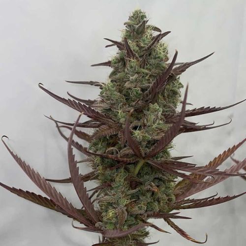 Zapplewoodz Female Cannabis Seeds by Conscious Genetics