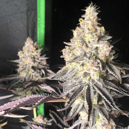 Zerbert Smoothie Female Cannabis Seeds by The Plug Seedbank - LIMITED