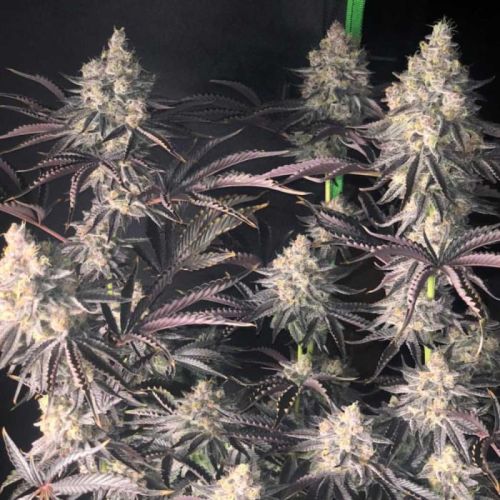 Zerbert Smoothie Female Cannabis Seeds by The Plug Seedbank - LIMITED