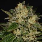 Light Speed Female Cannabis Seeds by Archive Seedbank