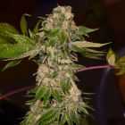 Rainbow Wreck Female Cannabis Seeds by Archive Seedbank 