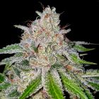 Cherry 18 Female Cannabis Seeds by Crocket Family Farms