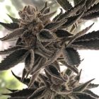 Do-Si-Dos Zkittlez Female Cannabis Seeds by The Plug Seedbank