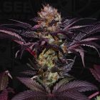 Gelato 33 x French Cookies a.k.a. French Macaron Female Cannabis Seeds by T.H.Seeds