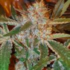 Now And Sour Regular Cannabis Seeds by Karma Genetics