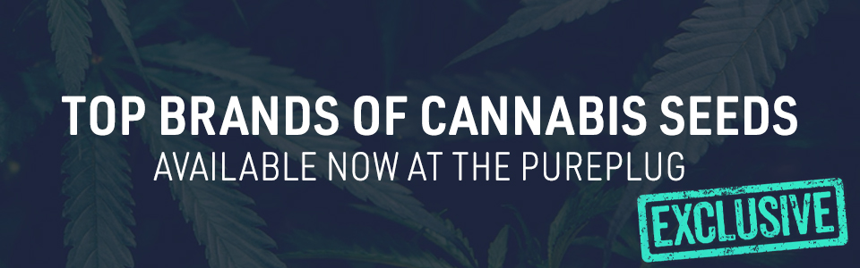 Top Cannabis Seeds Banks