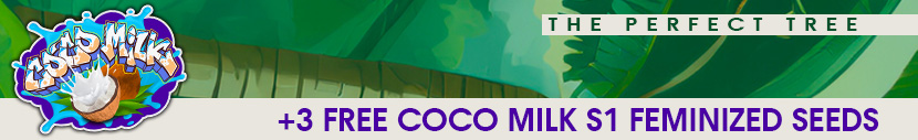 Buy Coco Fresh from Perfect Tree and get 3x Coco Milk S1 Feminized Seeds